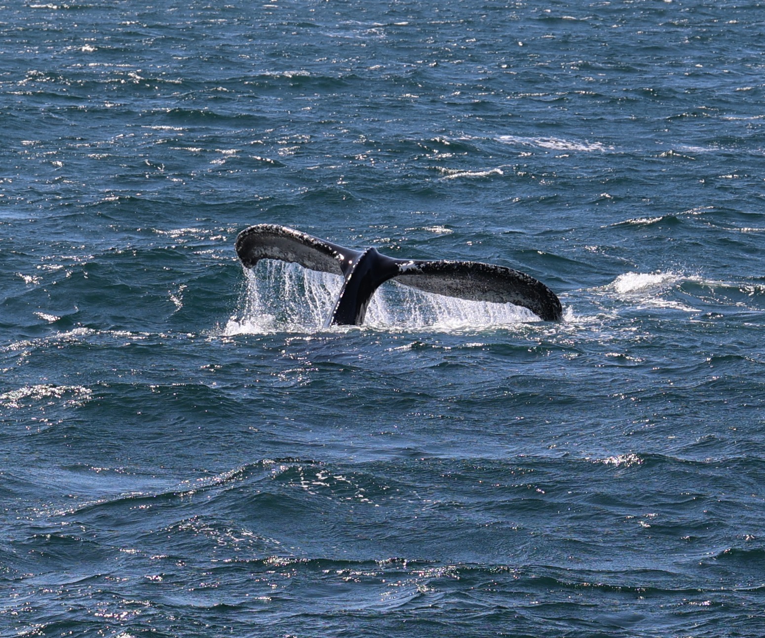 Humpback whales surface in a feeding frenzy