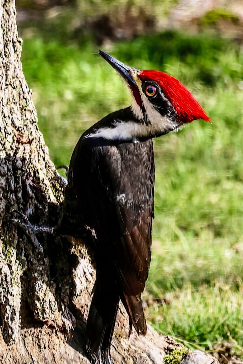 A pileated woodpecker climbs a tree