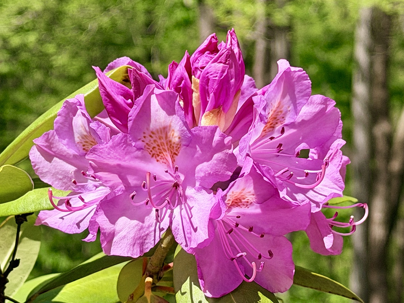 Vibrant pink rhododendron blooms cluster together,