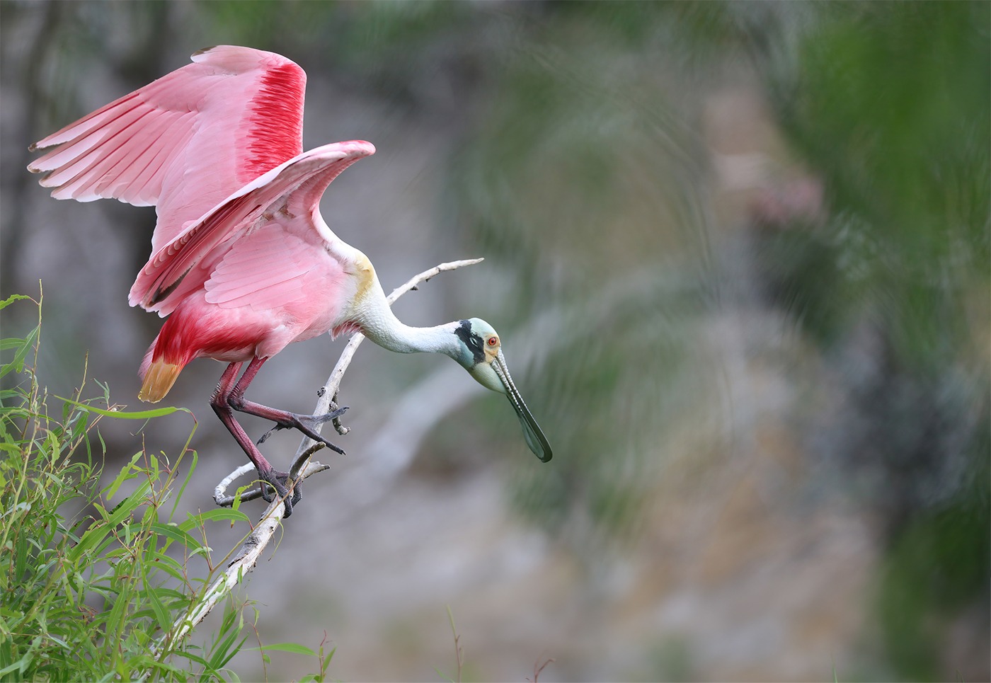 A roseate spoonbill balances on a branch, wings spread wide in flight.