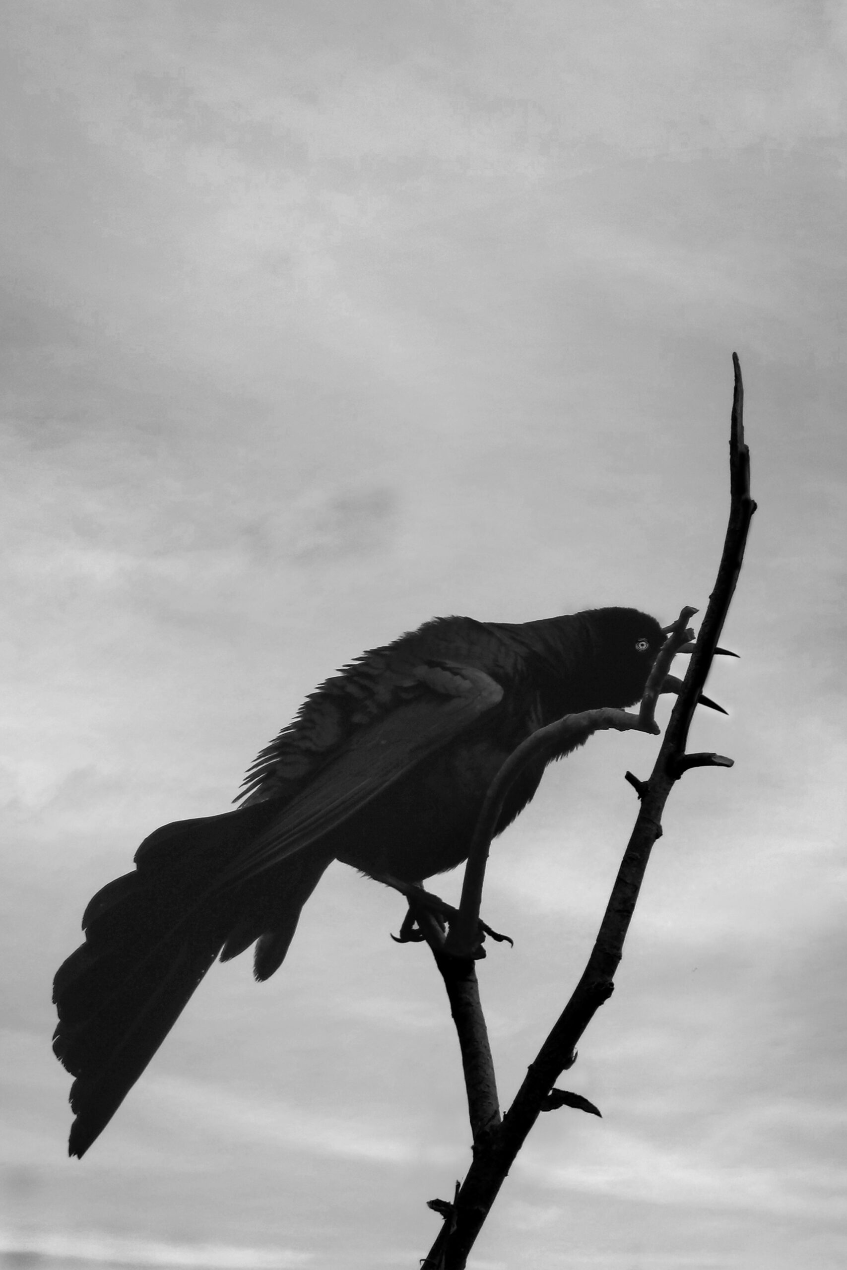 Silhouette of a bird perched on a slender branch against a cloudy sky