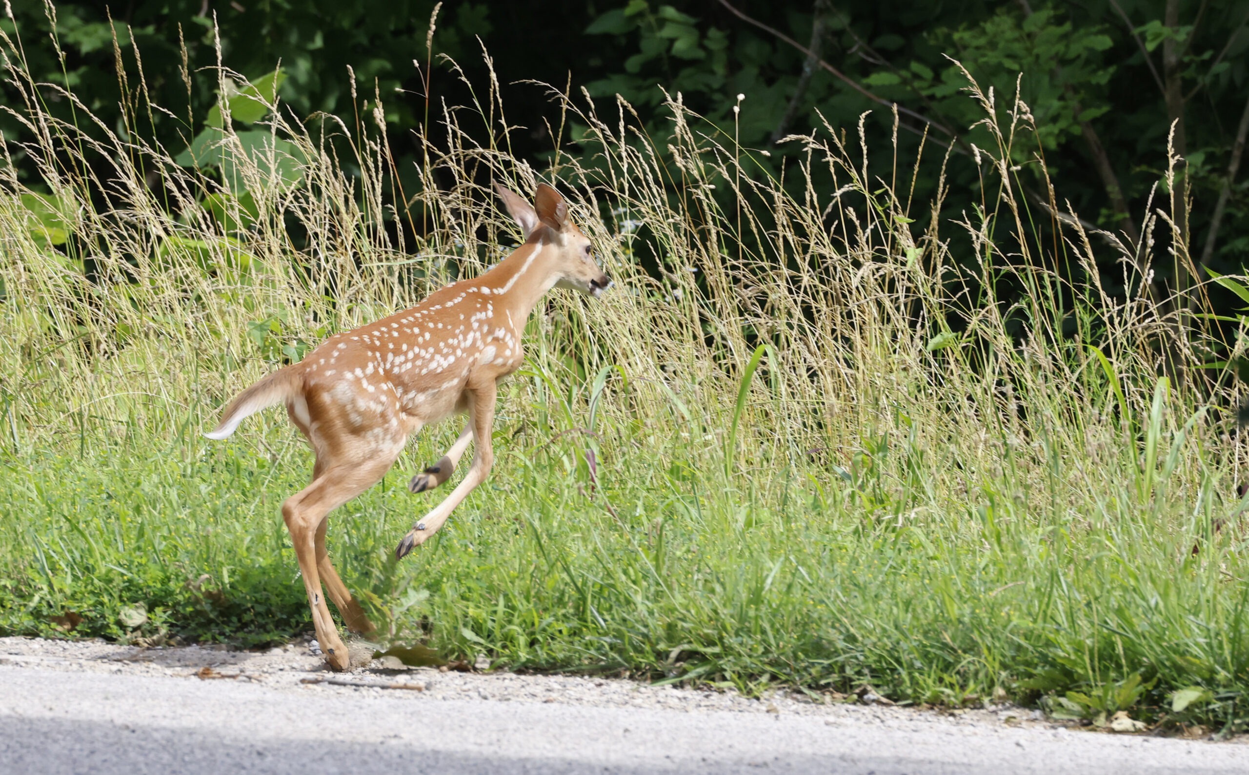 A spotted fawn leaps along a roadside