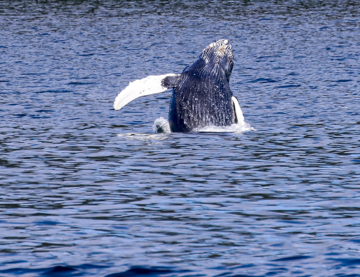 Humpback whale breaching