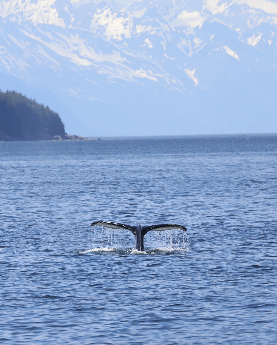 A whale's tail emerges from the water,