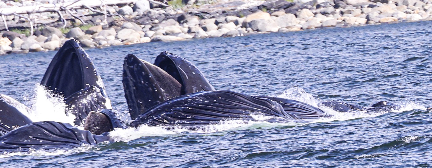 Humpback whales are lunge-feeding in shallow waters
