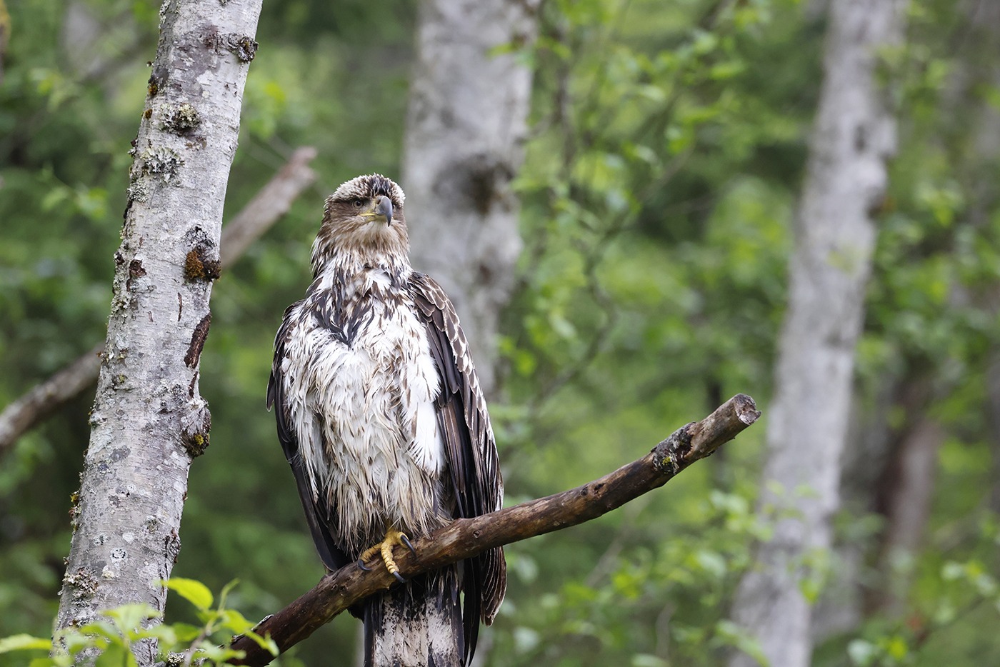 A young hawk perches on a branch in a lush green forest,