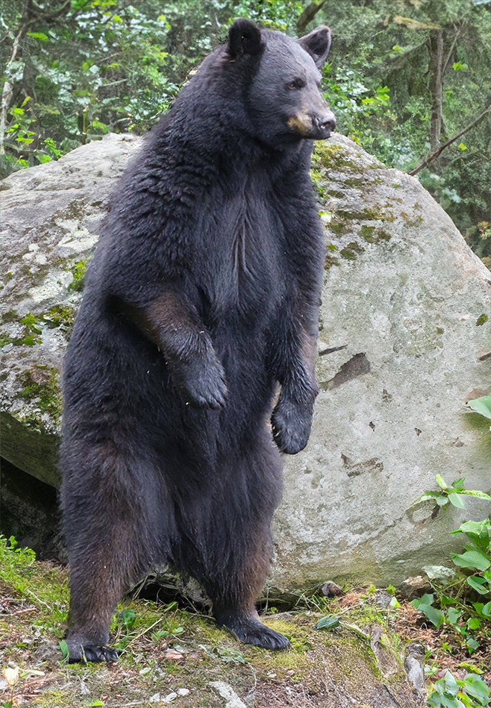 A standing black bear showcases its thick fur and powerful build