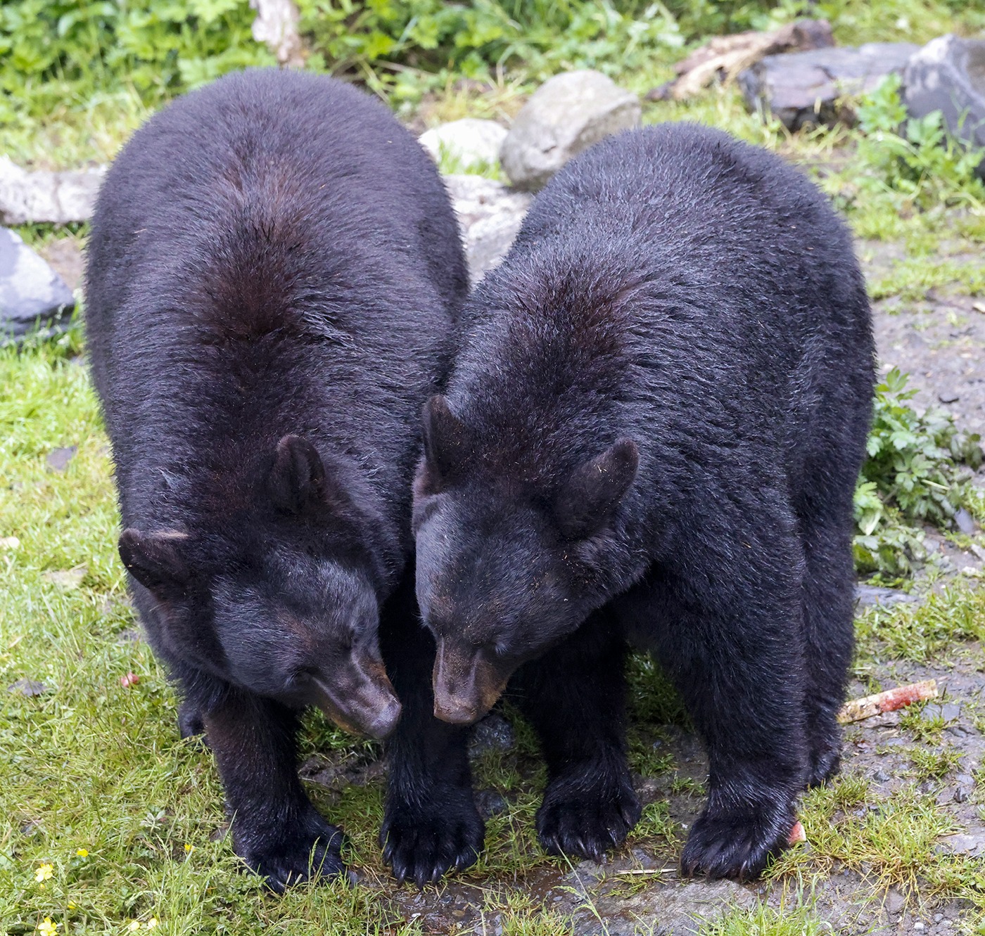 Two black bears interact closely in a grassy area