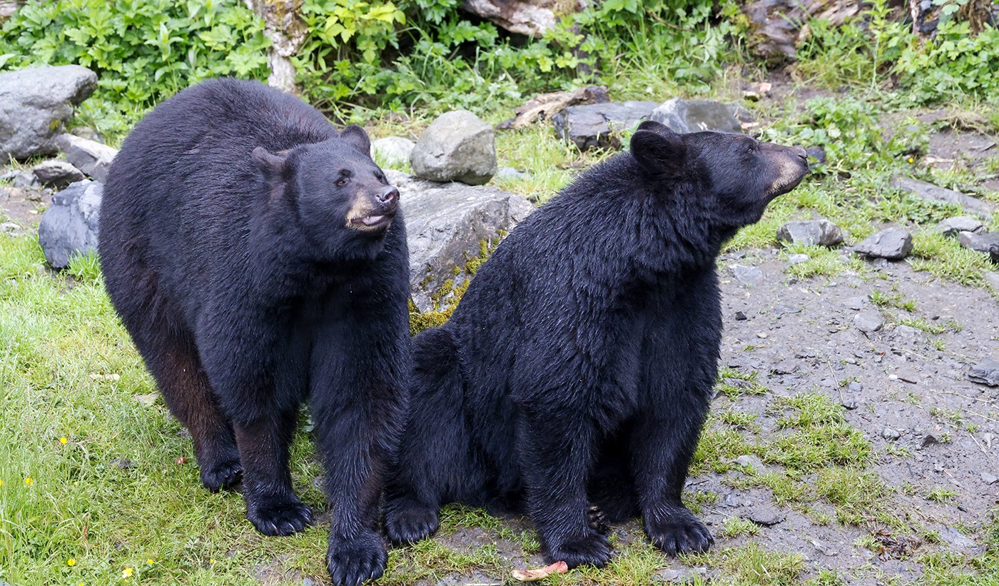 Two black bears sit on a rocky, grassy area