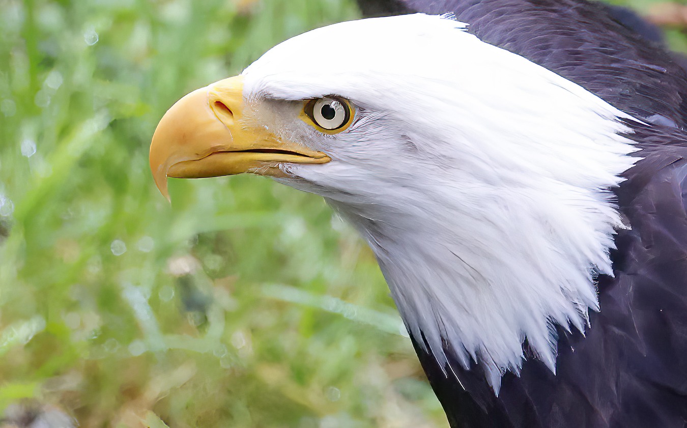Close-up of a bald eagle