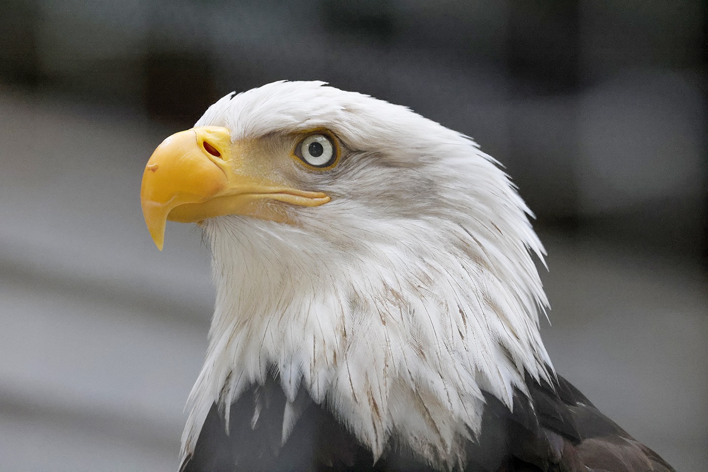 Bald eagle portrait showcasing its distinctive white head