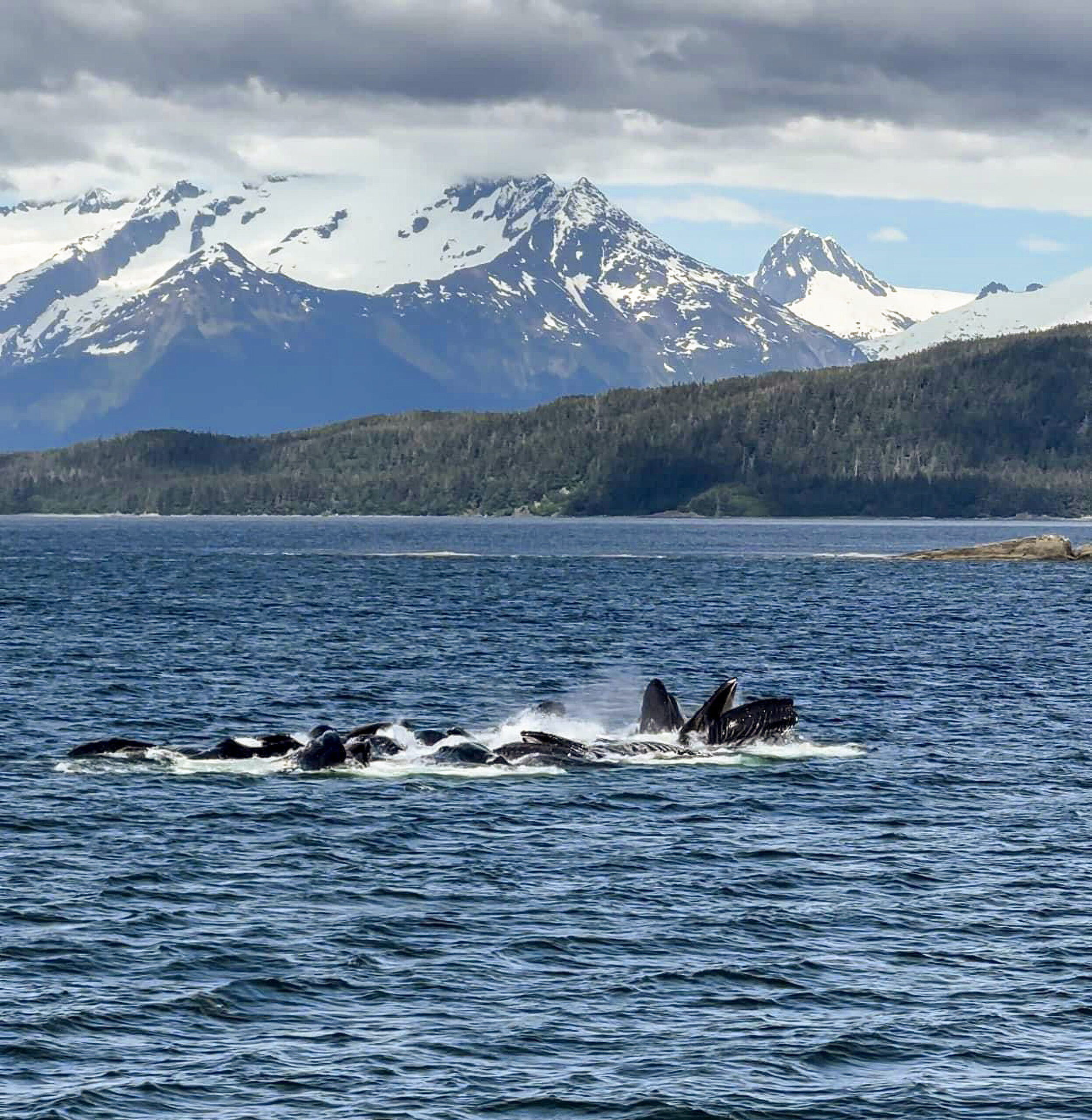 Humpback whale's tail emerges from the water,