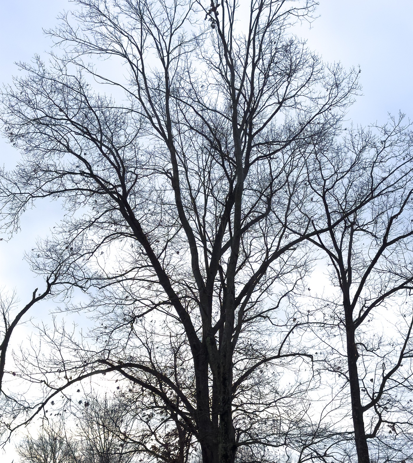Bare branches of a tall tree silhouetted against a cloudy sky