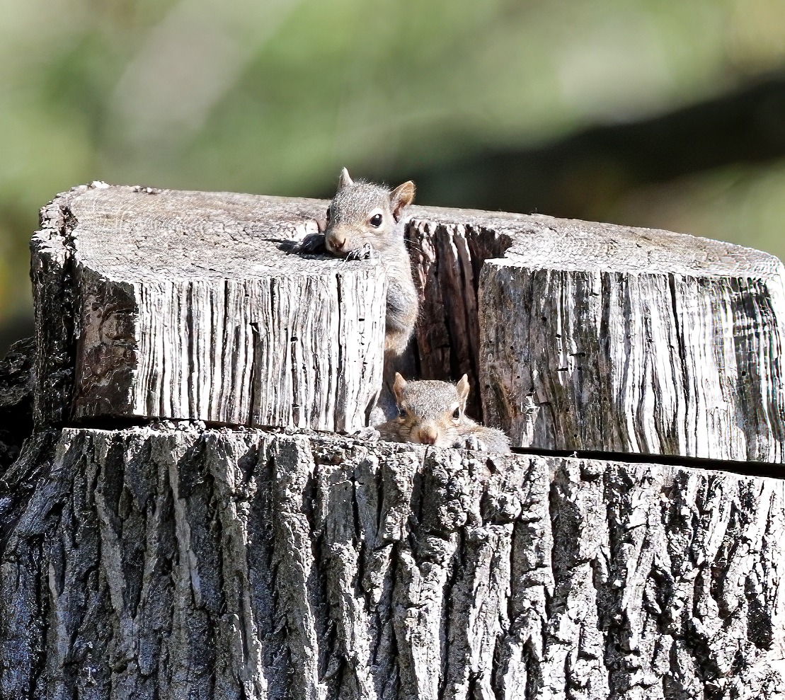 Two squirrels peek out from a hollowed tree stump