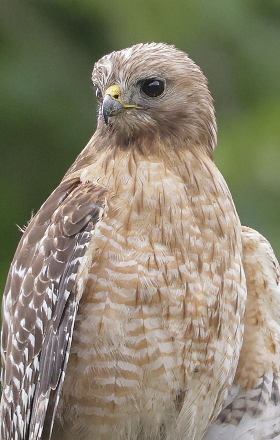 A close-up of a hawk with prominent yellow beak and striking brown feathers