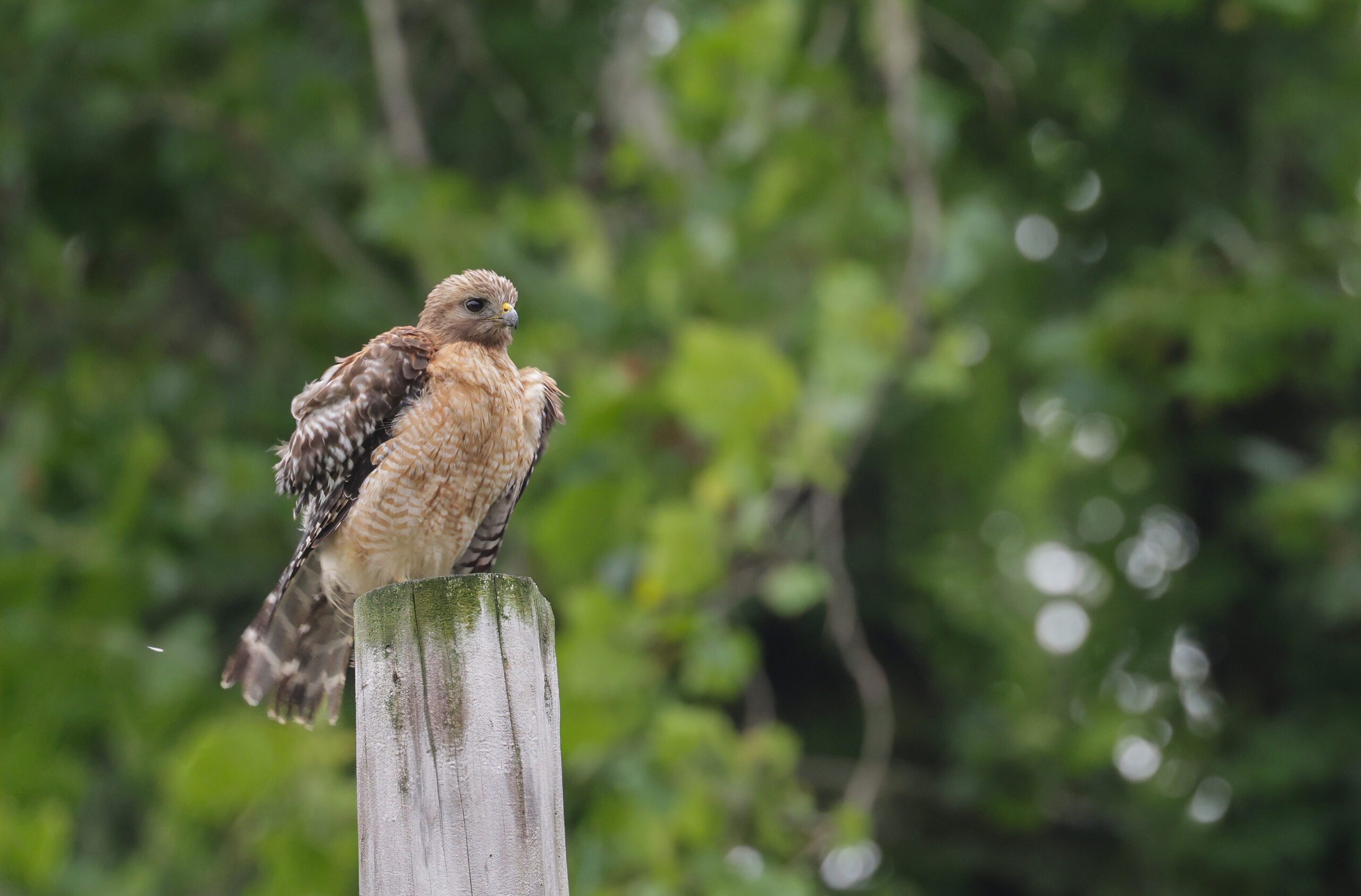 A red-shouldered hawk perches on a wooden post