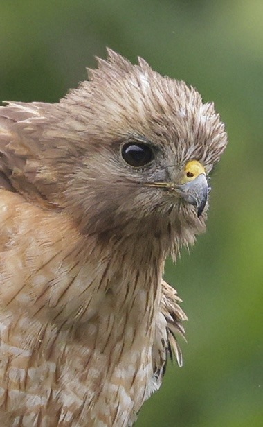 Close-up of a brown hawk with distinctive yellow beak and fluffy feathers.