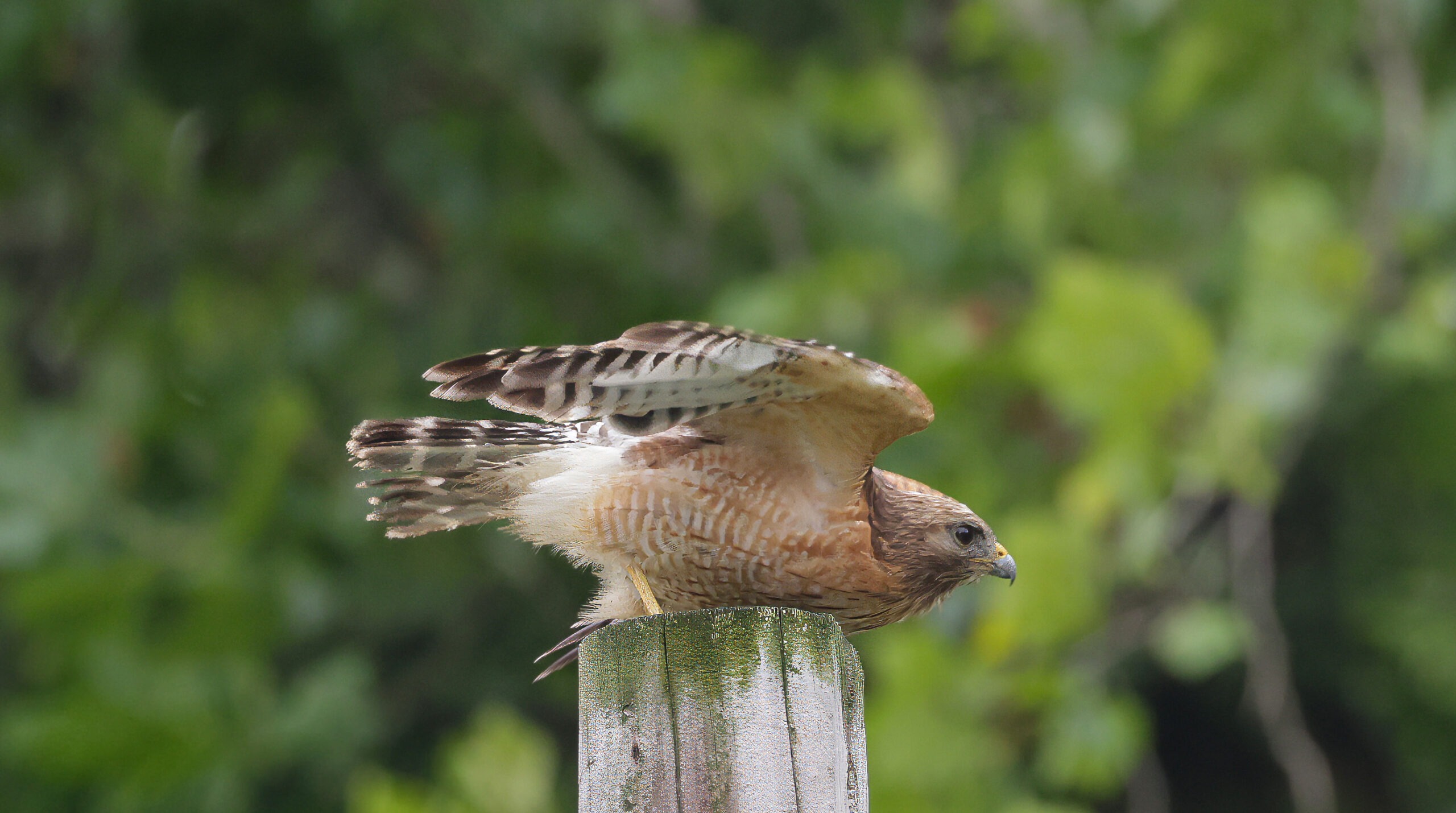 A hawk prepares to take flight