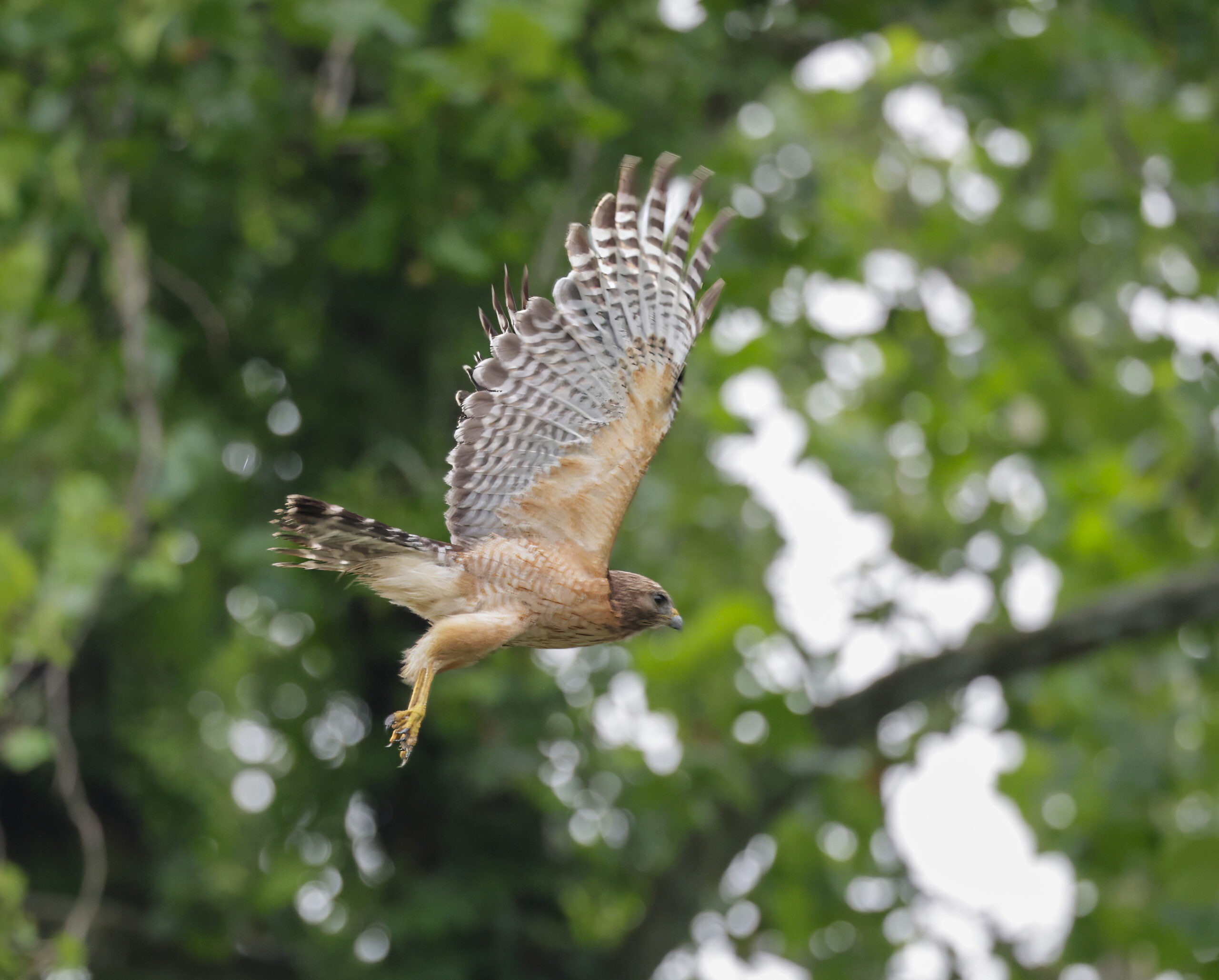 A hawk in mid-flight
