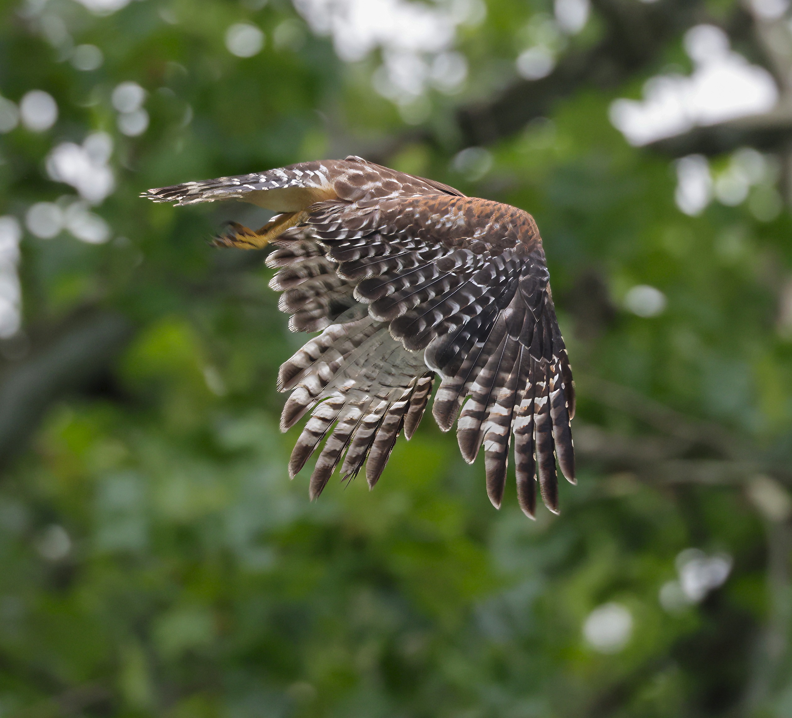 A hawk in mid-flight