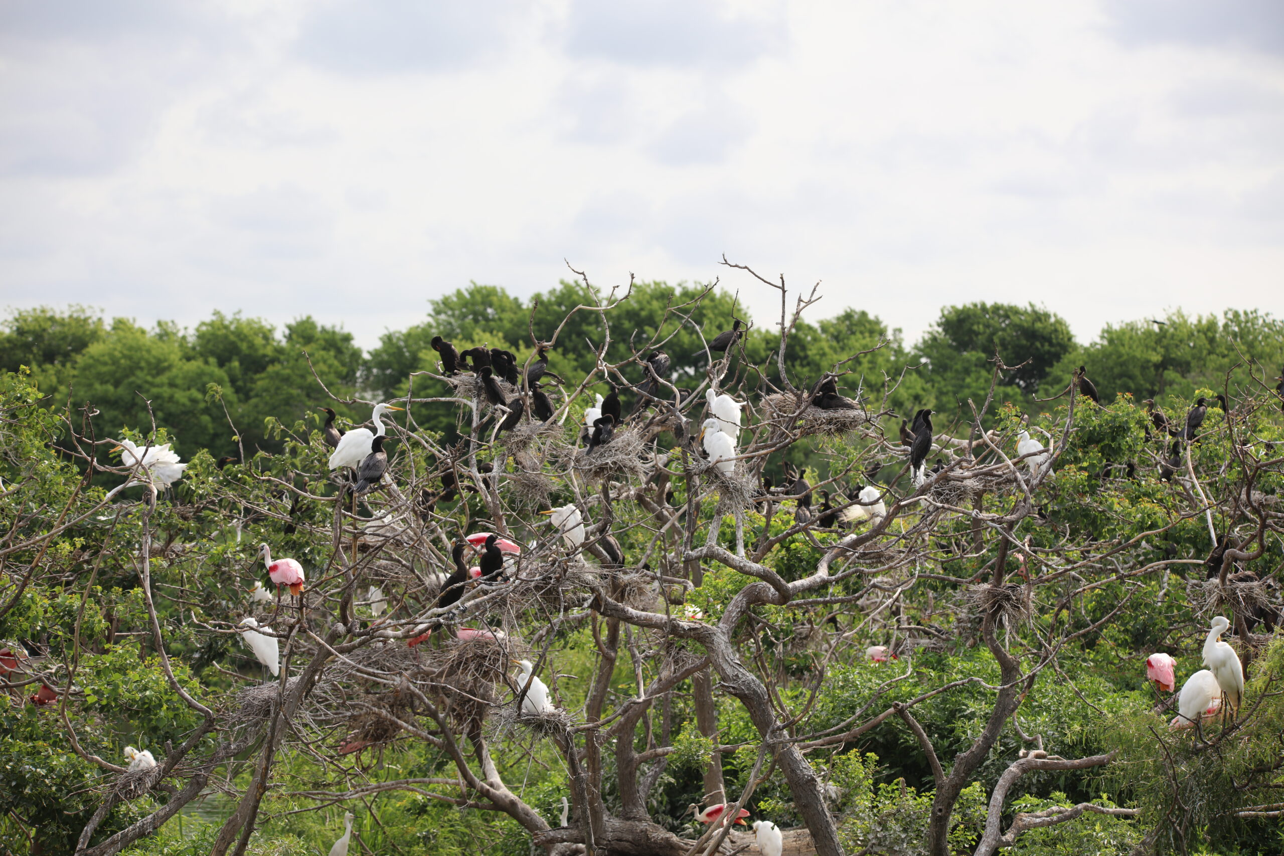 A large tree filled with various bird species
